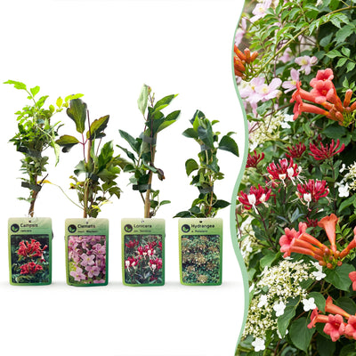 12x Kletterpflanze 'Victoria' - Rosa/Rot - Ø9cm
