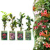 12x Kletterpflanze 'Victoria' - Rosa/Rot - Ø9cm Bild 1