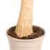 Beaucarnea Recurvata im Korb Ø24cm - 80-100cm Bild 6