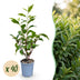 Green boutiQ - 40x Prunus lusitanica Angustifolia - Portugiesischer Lorbeer - Heckenpflanzen - Immergrün - Grün - Topf 9cm - Höhe 25-35cm Bild 1