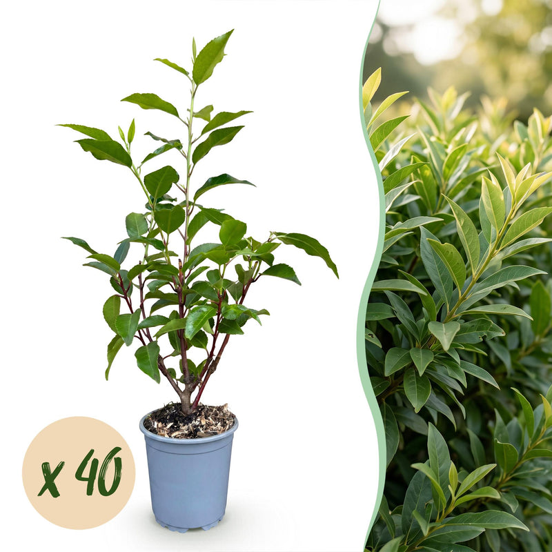 Green boutiQ - 40x Prunus lusitanica Angustifolia - Portugiesischer Lorbeer - Heckenpflanzen - Immergrün - Grün - Topf 9cm - Höhe 25-35cm
