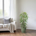 Ficus Binnendijkii Alii – Elegante Zimmerpflanze, 80cm, Ø21cm Topf Bild 3