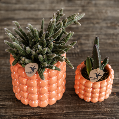 Kolibri Orchids | Pflanzenset Poppy Orange Nazare | Weiße Nazare Orchidee Ø9 cm + Grünpflanze Ø6 cm inkl. Übertöpfen – frisch vom Züchter