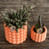Kolibri Orchids | Plant Set Poppy Orange Nazare | White Nazare Orchid Ø9 cm + Green Plant Ø6 cm incl. Pots – fresh from the grower Bild 2