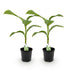 GreenboutiQ Bananenpflanze Musa Basjoo - Winterhart, 2er Set Bild 2