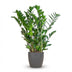 Zamioculcas Zamiifolia ZZ Plant in Grey Eco Pot 80cm Bild 1