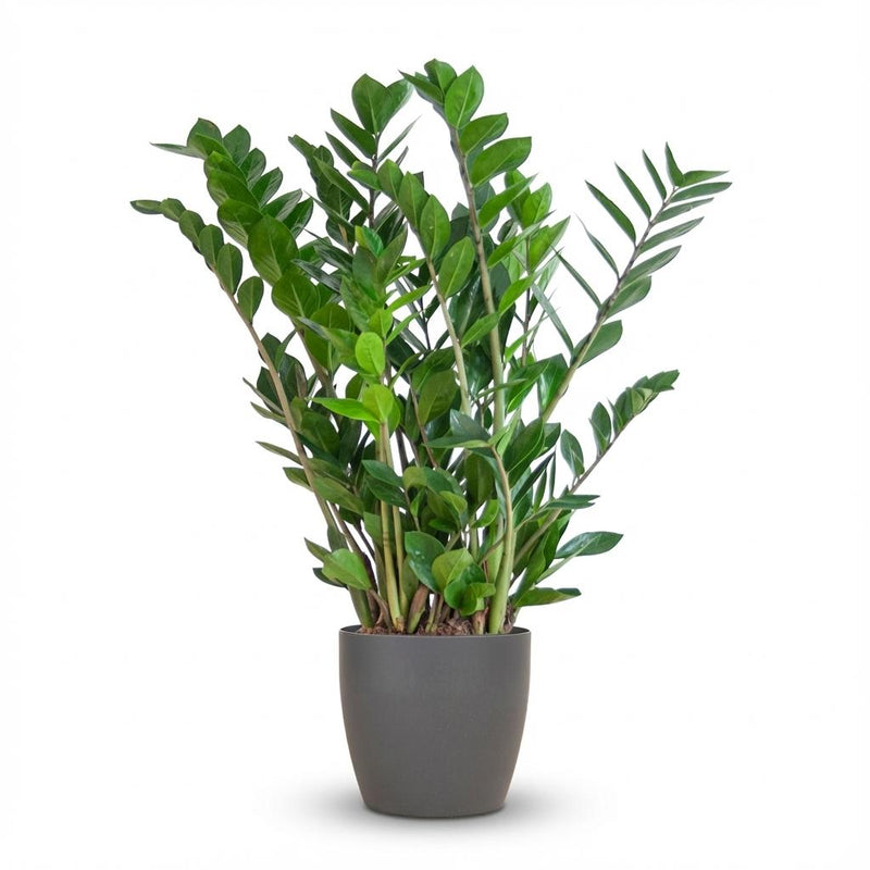 Zamioculcas Zamiifolia ZZ Plant in Grey Eco Pot 80cm