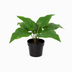 Künstlicher Philodendron Imperial Green, 25 cm – Tropisches Grün ohne Aufwand Bild 1