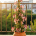 4x Lonicera henryi 'Copper Beauty' Honeysuckle, 65cm high, Ø15cm Bild 4