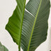 Strelitzia Augusta XXL, 250cm, Multi-stem, White Bird of Paradise Bild 3
