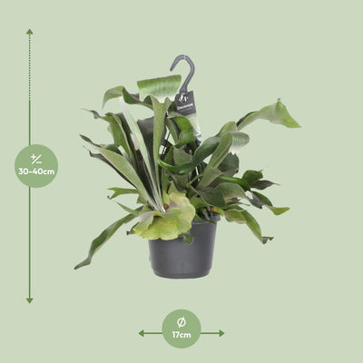 Geweihfarn 'Platycerium Bifurcatum' exotische Zimmerpflanze 17cm Topf