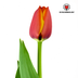 Tulpenzwiebeln Dafeng – 20 Stück | KH Bloembollen® | Orange Tulpe – Großblütig & Elegant – Für Garten oder Topf – Größe 11/12 – Frisch vom Züchter! Bild 4