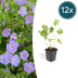 12x Geranium Rozanne (10-25cm, Ø9cm) - Long-Flowering Garden Plant Bild 1