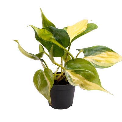 Philodendron Scandens Brazil - Tropische Kletterpflanze im 6cm Topf
