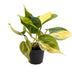 Philodendron Scandens Brazil - Tropische Kletterpflanze im 6cm Topf Bild 1