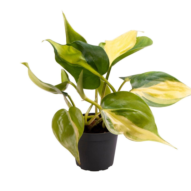 Philodendron Scandens Brazil - Tropische Kletterpflanze im 6cm Topf