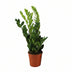 Zamioculcas Zamiifolia Pflanze, Ø17cm Topf, 65cm hoch Bild 1