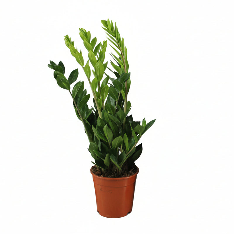 Zamioculcas Zamiifolia Pflanze, Ø17cm Topf, 65cm hoch