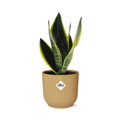 Sansevieria Futura Superba im gelben ELHO Vibes Fold Topf (14cm)