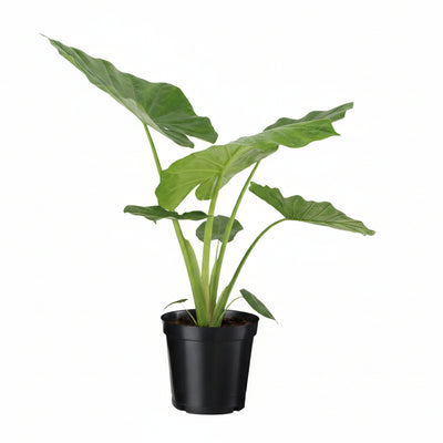 Alocasia Macrorrhiza Riesenpfeilblatt Zimmerpflanze 70cm