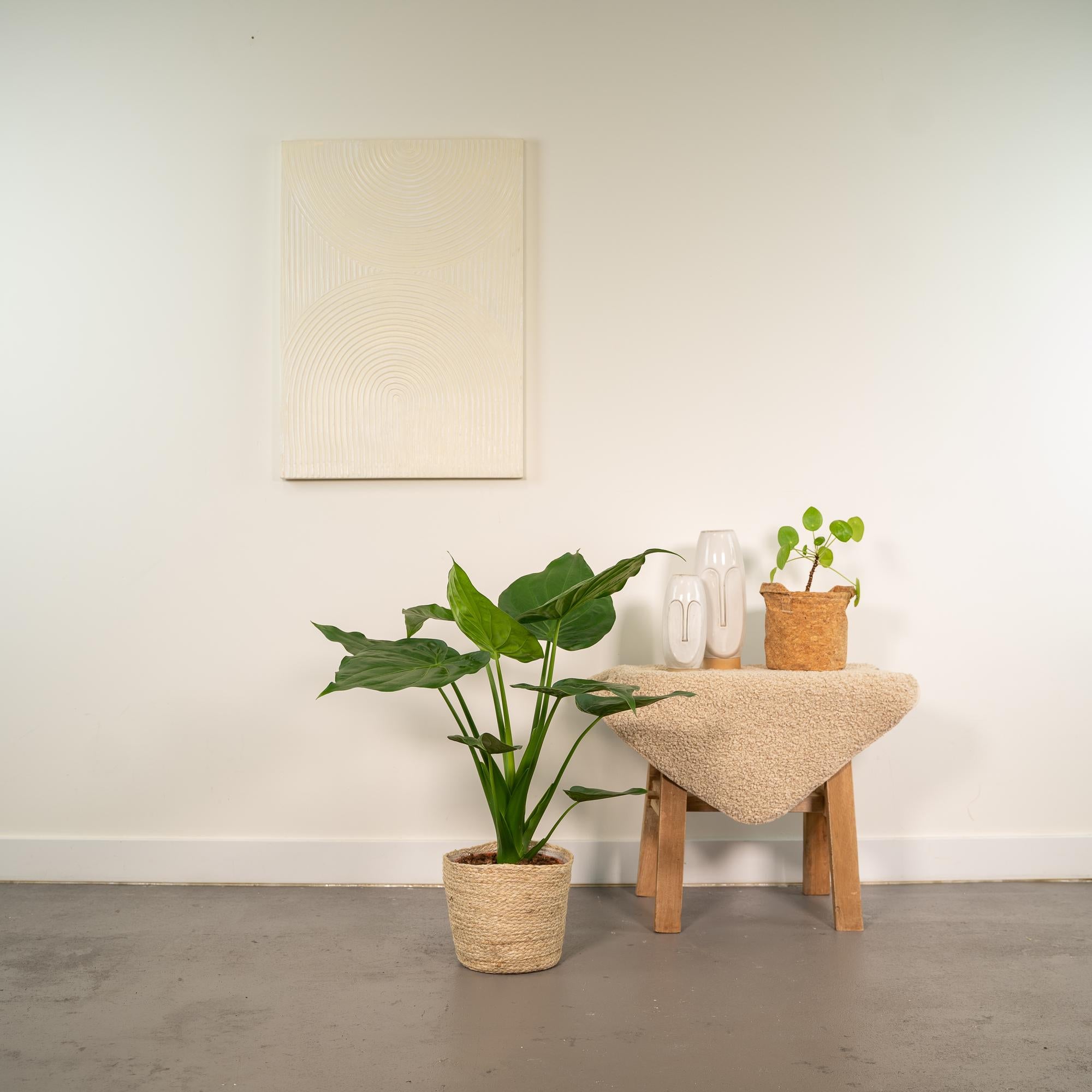 Alocasia Cucullata - Ø19cm - ↕65cm + Korb Selin