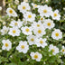 Green boutiQ - Staude - Anemone hybr. Hon. Jobert - Herbst-Anemone - Schatten - Weiß - 1 Pflanze - Topf 11cm - Höhe 15-25cm Bild 12