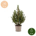 Picea glauca Conica - Zuckerhutfichte - Grün - Weihnachtsbaum - Ø13cm - ↕45cm Bild 5