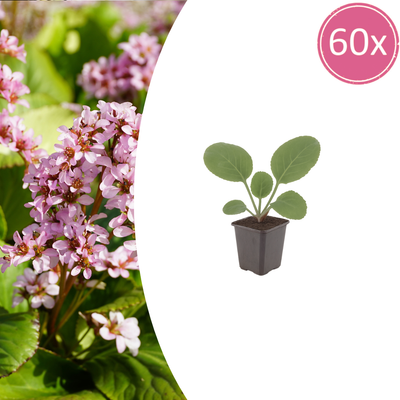 60x Bergenia cordifolia 'Schoenlappersplant' - 10-25cm