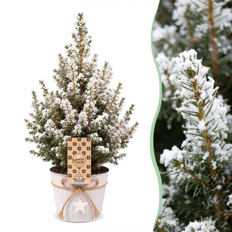 4x Picea glauca Conica - Zuckerhutfichte - Grün - Weiß - Weihnachtsbaum - inkl. Zinktopf - Ø17cm - ↕65cm
