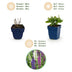 Green boutiQ - Perennial - Salvia Tricolour - Sage - Fragrant - Purple - Pink - White - 24 Plants - Pot 11cm - Height 15-25cm Bild 4