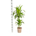 Dracaena Deremensis Lisa Ø19cm - ↕70 - 90cm Bild 4