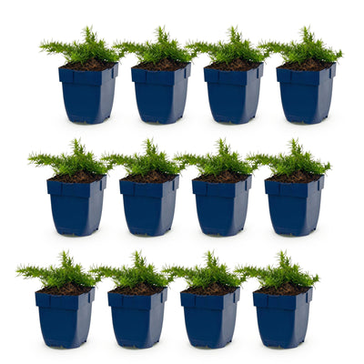 Green boutiQ - Perennial - Phlox Maischnee - Flame Flower - Ground Cover - White - 12 Plants - Pot 11cm - Height 15-25cm