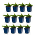 Green boutiQ - Perennial - Phlox Maischnee - Flame Flower - Ground Cover - White - 12 Plants - Pot 11cm - Height 15-25cm Bild 2