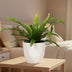 Asplenium Antiquum - Ø12cm - ↕25cm Bild 3