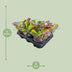Nepenthes Alata Kannenpflanze im Ø12cm Topf, ↕17cm Bild 2
