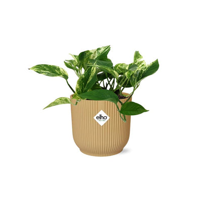 Scindapsus Marble Queen Kletterpflanze im gelben Topf