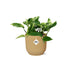 Scindapsus Marble Queen Kletterpflanze im gelben Topf Bild 2