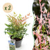 Nandina Twilight: 2er Set Immergrüner Strauch, 45cm Bild 1