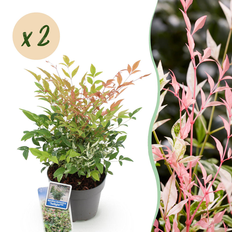 Nandina Twilight: 2er Set Immergrüner Strauch, 45cm
