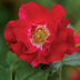 GreenboutiQ Kletterrose 'Red Queen' - 2 Pflanzen im Topf Bild 4