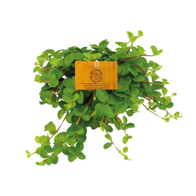 Peperomia Rotundifolia in a 11cm pot, approx. 15cm high