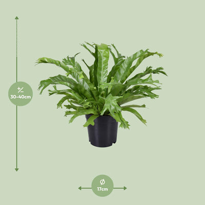 Asplenium Nidus Crissie Wurmfarn - Ø17cm - ↕40cm