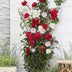 3x Kletterrose 'Crazy in Love' Pink, ↨65cm, Ø15cm Bild 1
