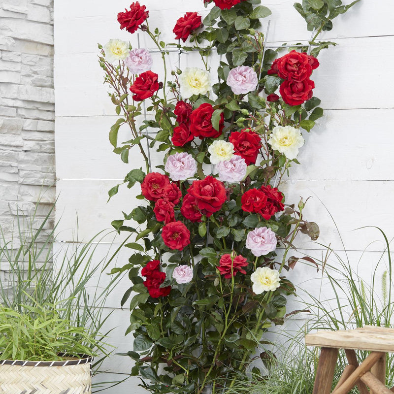 3x Kletterrose 'Crazy in Love' Pink, ↨65cm, Ø15cm