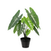 Artificial Alocasia Polly: Artificial Plant, 40cm – Tropical Flair Without the Fuss Bild 1