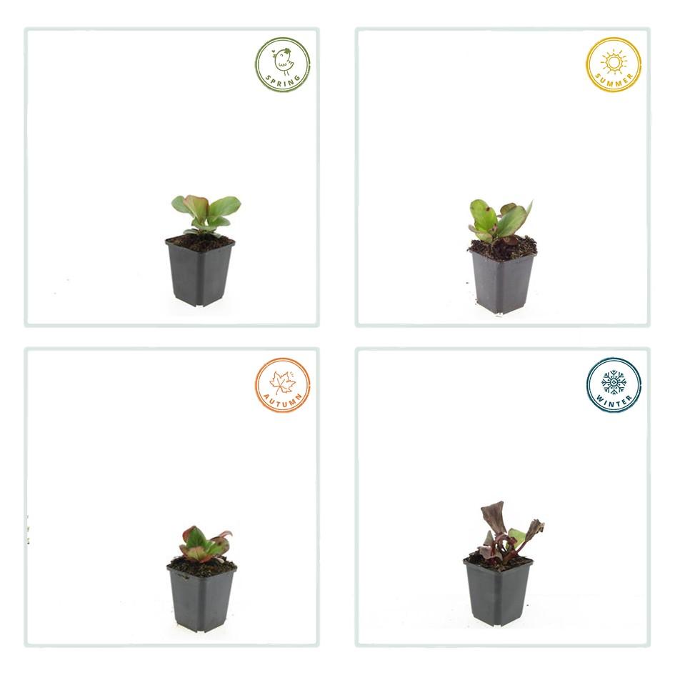 Bergenia cordifolia 'Herbstblüte' 12er Pack, 10-25cm hoch