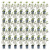 Green boutiQ - 40x Eleagnus ebbingei Compacta - Ölweide - Heckenpflanzen - Immergrün - Grau - Topf 9cm - Höhe 25-35cm Bild 9