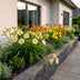 Green boutiQ - Perennial - Hemerocallis Tricolour - Daylily - Bee and butterfly attractors - Cream - Yellow - Red - 6 Plants - Pot 11cm - Height 15-25cm Bild 5