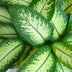 Dieffenbachia Tropic Snow – Pflegeleicht & Dekorativ – Topf 21cm Bild 5