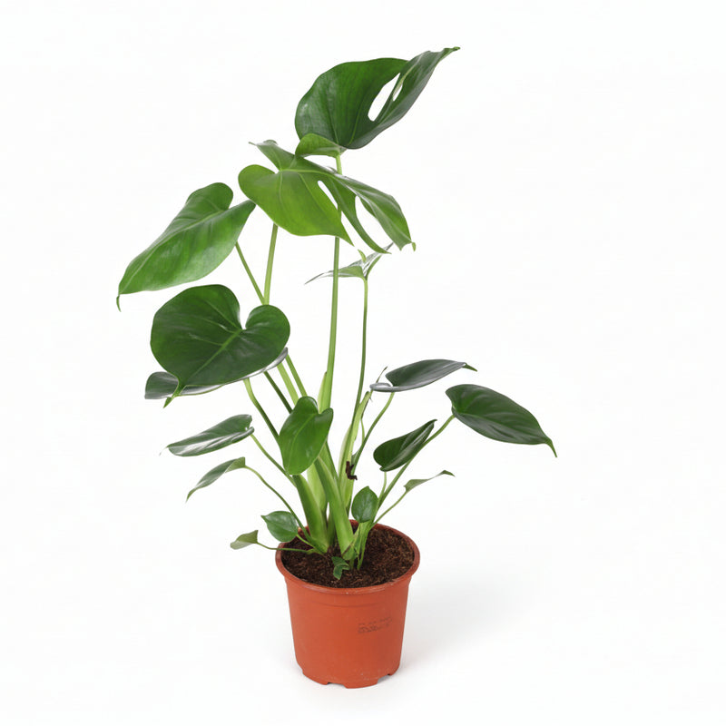 Monstera Deliciosa - Ø14cm Pot - approx. 45cm high